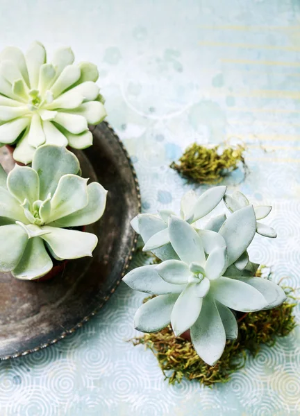 Succulents plants on table — Stock Photo, Image