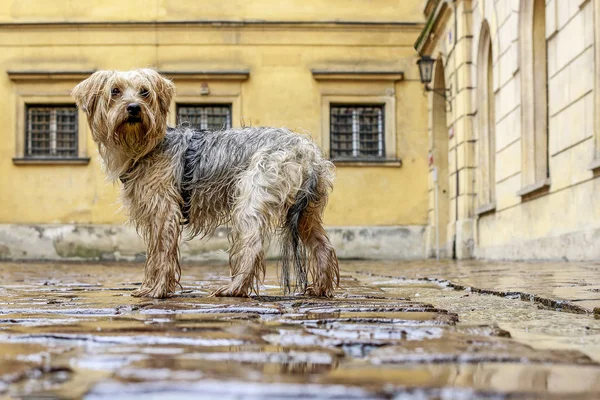 Wet lost dog standing on the cobbled street on cold, rainy day