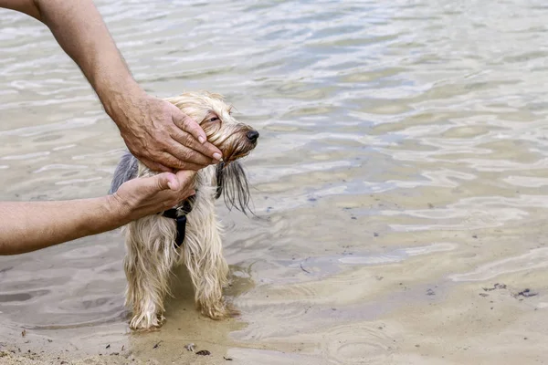 Man bathes a dog at the beach.