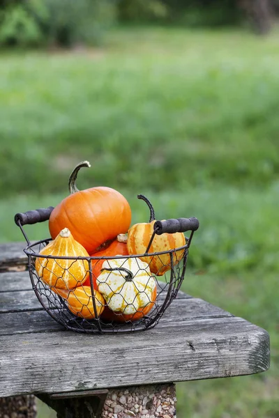 Korb mit Kürbissen im Garten. — Stockfoto