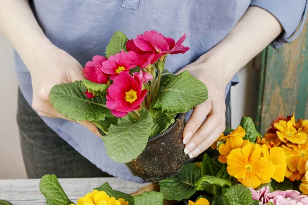 Jardineiro trabalhando com flores de primula . — Fotografia de Stock
