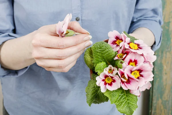 Trädgårdsmästare arbeta med Primula blommor. — Stockfoto