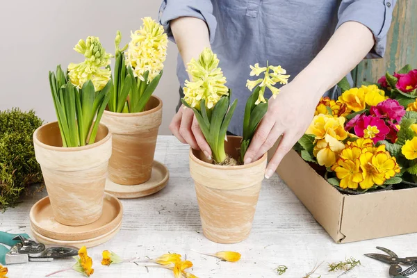 Woman planting hyacinth flowers — Stock Photo, Image