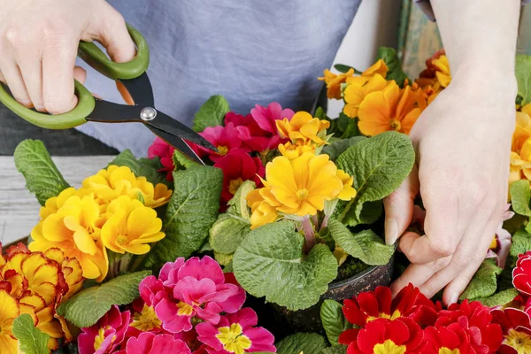 Jardinier travaillant avec des fleurs primula . — Photo