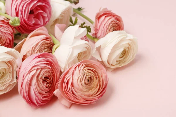 Rosa ranunculus blommor — Stockfoto