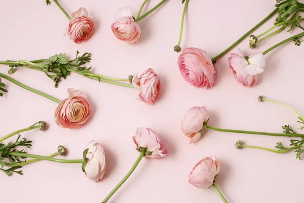 粉红色的花毛茛 — 图库照片