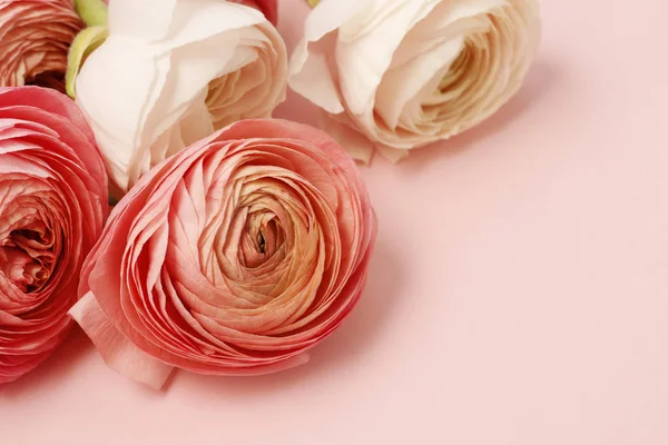 ラナンキュラスのピンクの花 — ストック写真