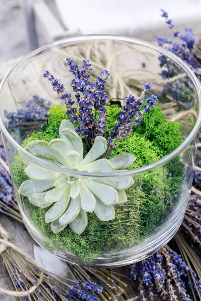 Planta de Echeveria e galhos de lavanda — Fotografia de Stock