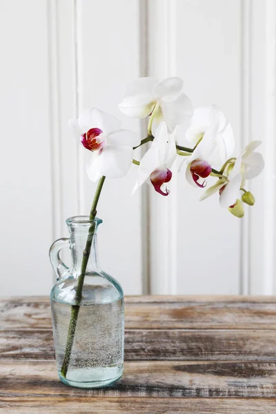 Witte orchidee bloemen. — Stockfoto