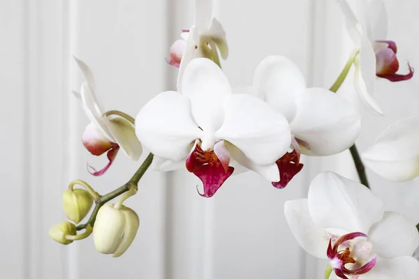 Witte orchidee bloemen. — Stockfoto