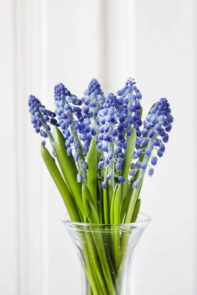 Blaue Muscari-Blüten (Traubenhyazinthe) — Stockfoto