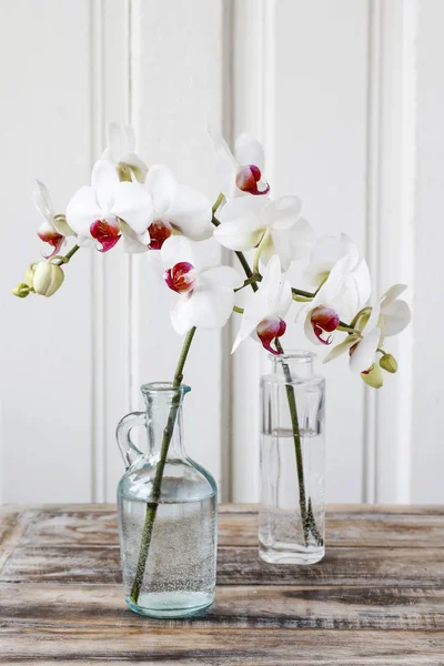 Flores brancas da orquídea . — Fotografia de Stock