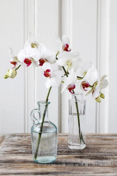 Witte orchidee bloemen. — Stockfoto