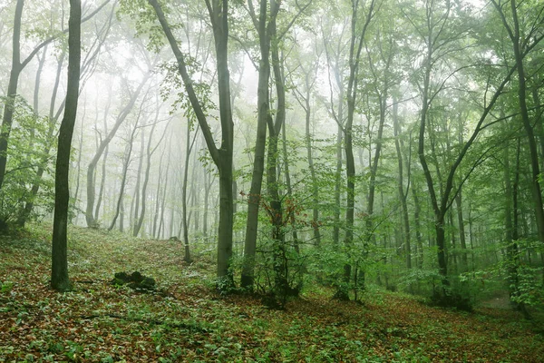 Morgon i dimmiga sommar skogen. — Stockfoto