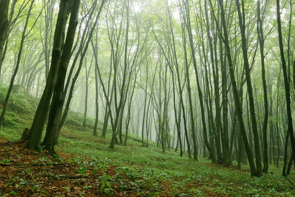 Morgon i dimmiga sommar skogen. — Stockfoto