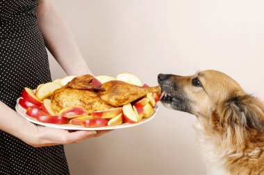 Közlenmiş tavuk çalan köpek