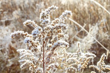 Bahçe Ekim sabah sis.