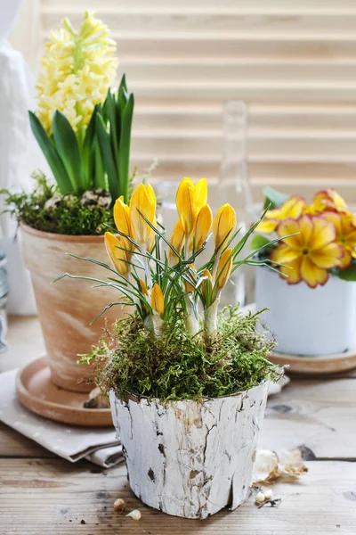 Fleur de crocus jaune en pot d'écorce décorée de mousse . — Photo