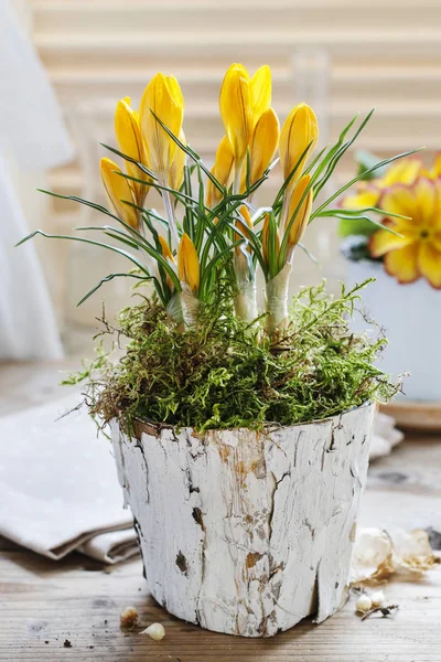 Yellow crocus flower in bark pot decorated with moss. — Stock Photo, Image