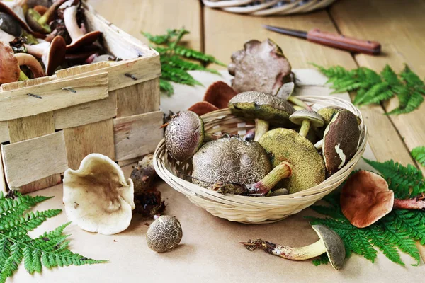 Сбор грибов на столе — стоковое фото