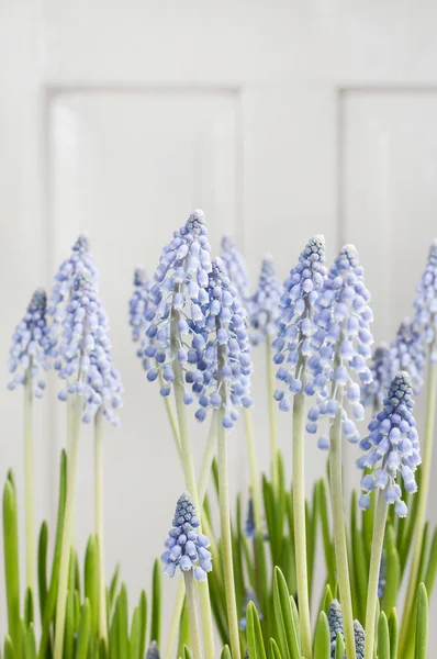 Muscari-Blüten (Traubenhyazinthe)) — Stockfoto