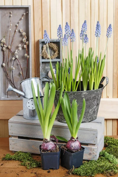 Lieu de travail du fleuriste : mise en pot des fleurs de printemps . — Photo