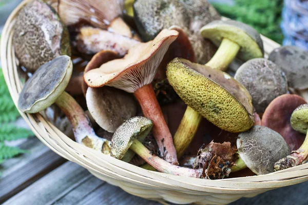 Košíky s houbami — Stock fotografie