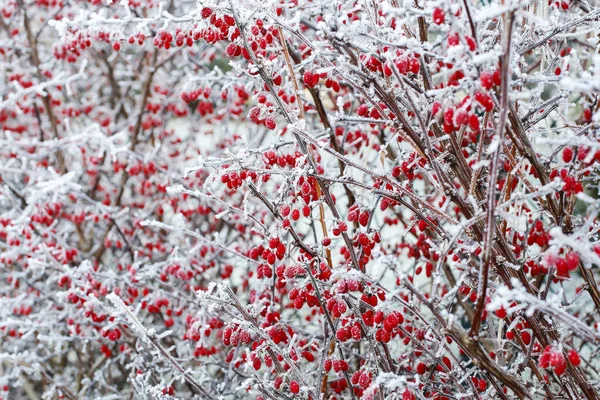 Berberis gren under tung snö och is. — Stockfoto