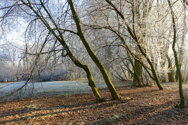 Glatte Bäume im Stadtpark — Stockfoto