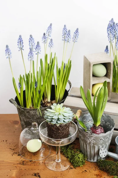 Florist workplace: potting spring flowers. — Stock Photo, Image
