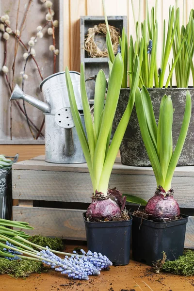 Bloemist werkplaats: potgrond lente bloemen. — Stockfoto