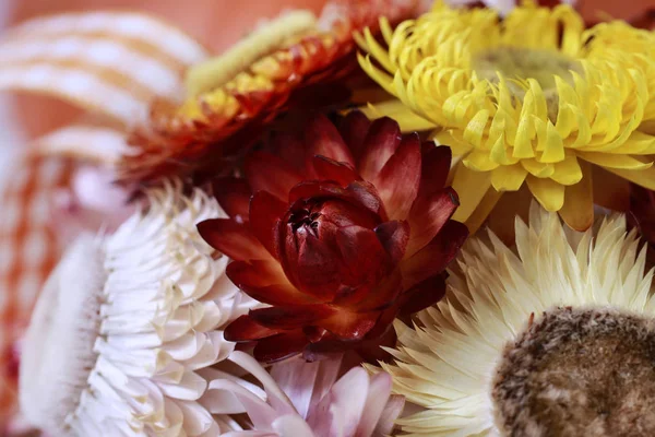 stock image Decorative ball made of helichrysum bracteatum, everlasting flow