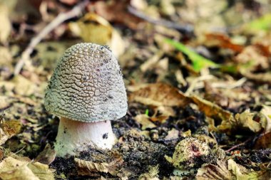 Ormanda Amanita regalis mantar (kraliyet sinek agaric).