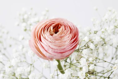 Pembe ranunculus çiçekler ve küçük beyaz gypsophila paniculata.
