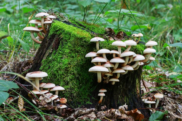 Грибы Kuehneromyces мутируют в лесу . — стоковое фото