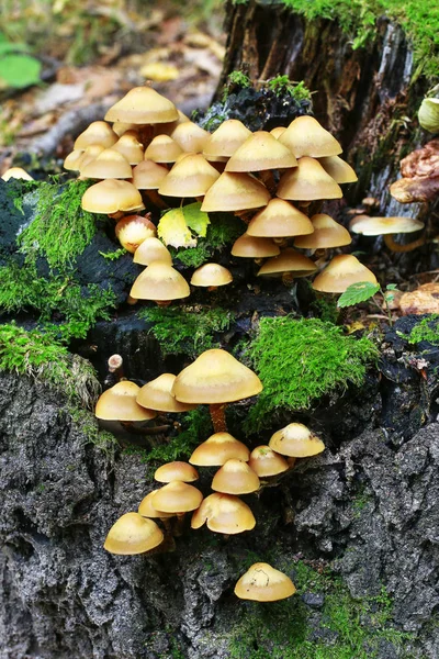 Champignons Kuehneromyces mutabilis dans la forêt . — Photo