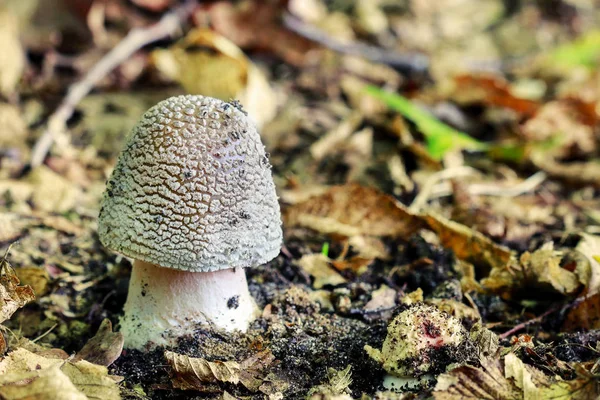 Amanita regalis mushroom (королевская муха агаричная) в лесу . — стоковое фото