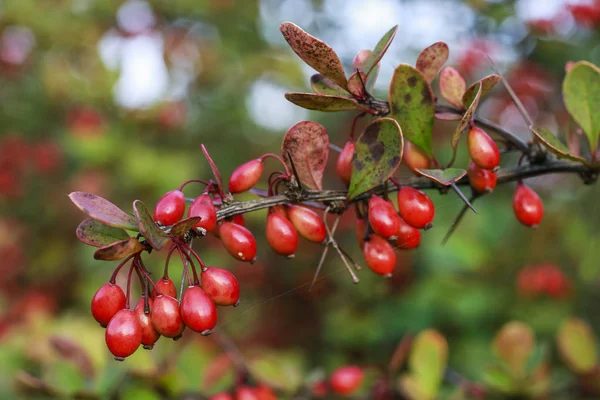 Branche Berberis dans le jardin — Photo