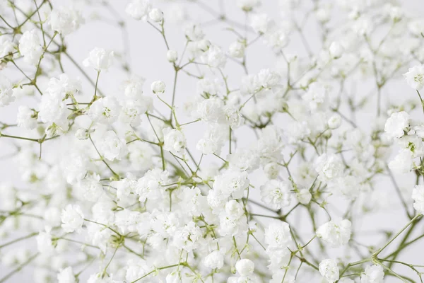 Fond avec de minuscules fleurs blanches (gypsophila paniculata), flou — Photo