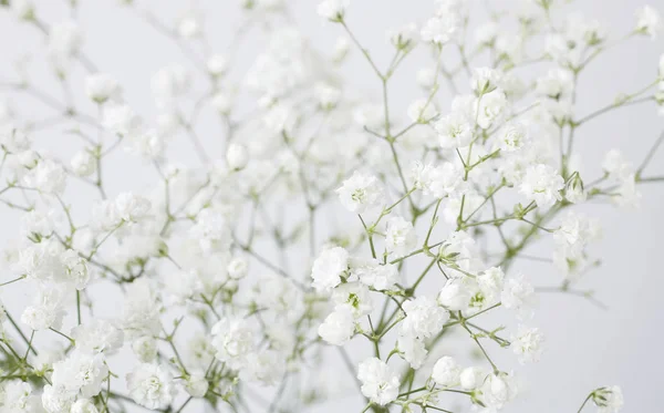 Bakgrund med små vita blommor (Brudslöja (växt)), oskärpa — Stockfoto