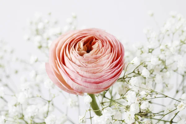 Pembe ranunculus çiçekler ve küçük beyaz gypsophila paniculata. — Stok fotoğraf