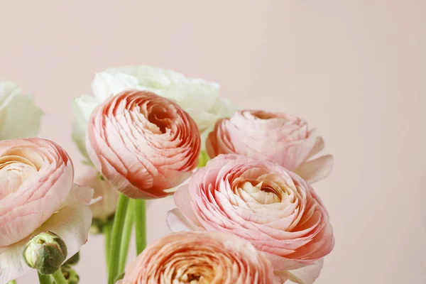 Květy růžové Pryskyřník. — Stock fotografie