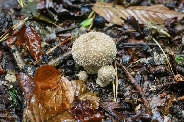 Lycoperdon-ett släkte av röksvamp-svampar. — Stockfoto
