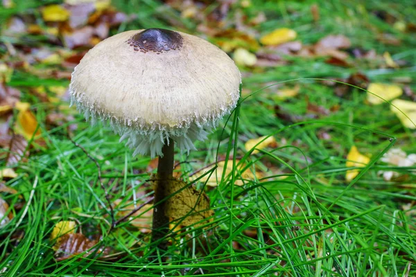 Le champignon parasol, macrolepiota procera. — Photo