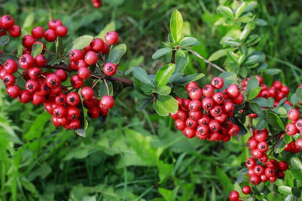 Κόκκινα μούρα (cotoneaster horizontalis) στον κήπο. — Φωτογραφία Αρχείου