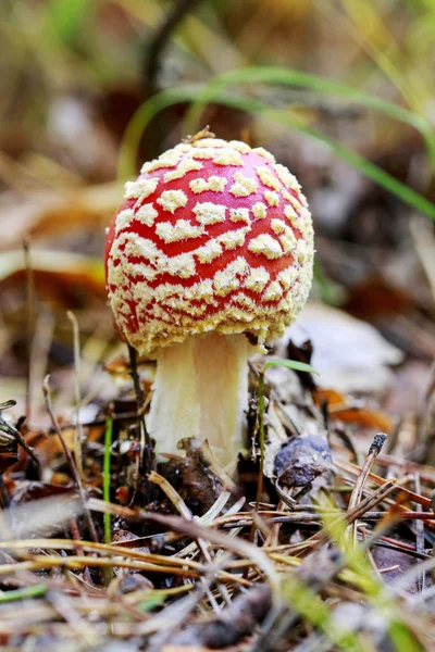 Fliegenpilz (amanita muscaria)) — Stockfoto