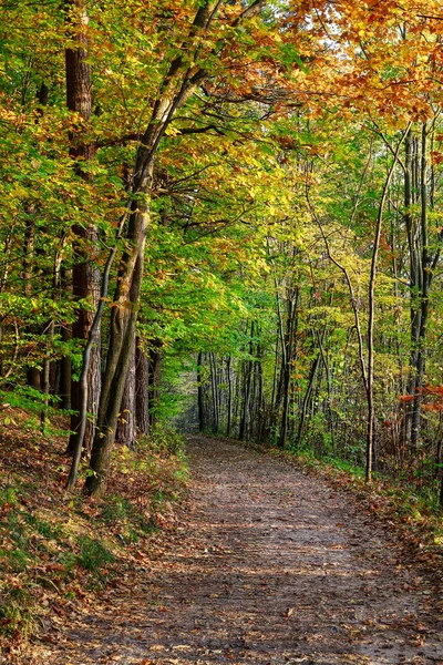 Väg i höstskogen — Stockfoto