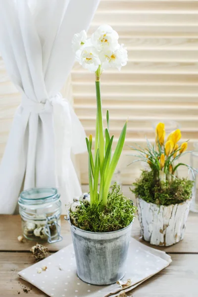 Fiore narciso bianco e croco giallo — Foto Stock