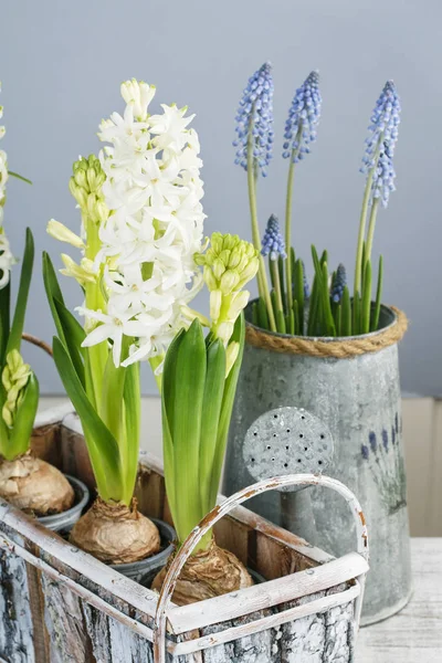 Vita hyacinter och muscari blommor. — Stockfoto