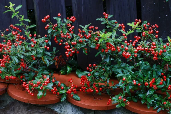 Bayas rojas (cotoneaster horizontalis) en el jardín . —  Fotos de Stock